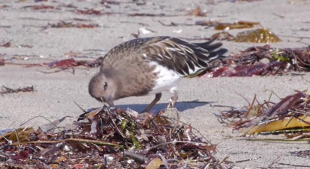 Black Turnstone - ML201783631