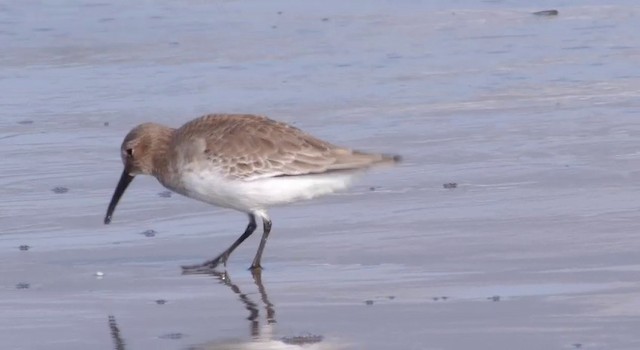 Dunlin - ML201783641