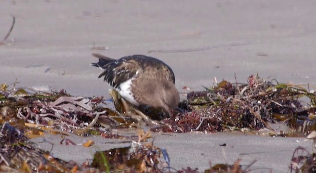 Black Turnstone - ML201783771