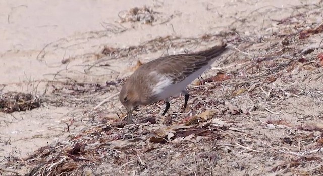 Bécasseau variable (pacifica/arcticola) - ML201783791