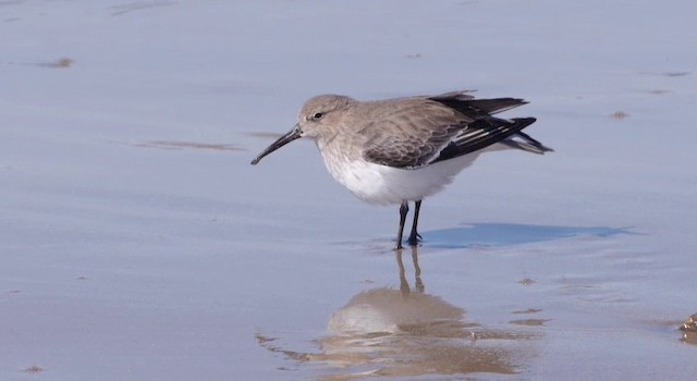 Alpenstrandläufer (pacifica/arcticola) - ML201783801