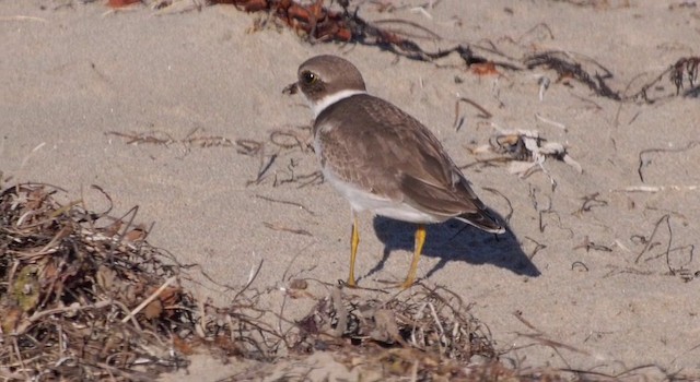 Semipalmated Plover - ML201783831