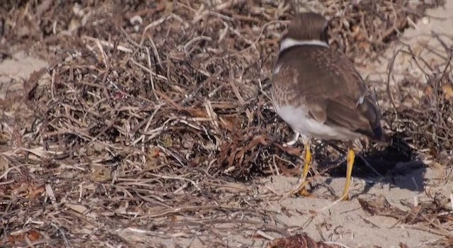 Semipalmated Plover - ML201783841