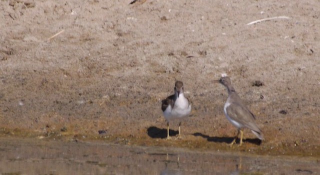 Spotted Sandpiper - ML201783921