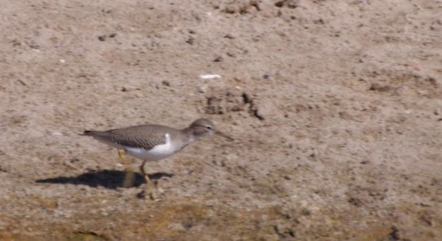 Spotted Sandpiper - ML201783931