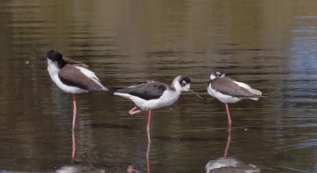 Black-necked Stilt (Black-necked) - ML201783941