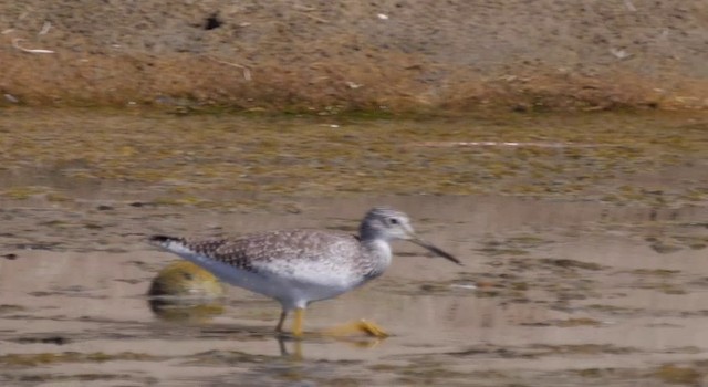 Greater Yellowlegs - ML201783951