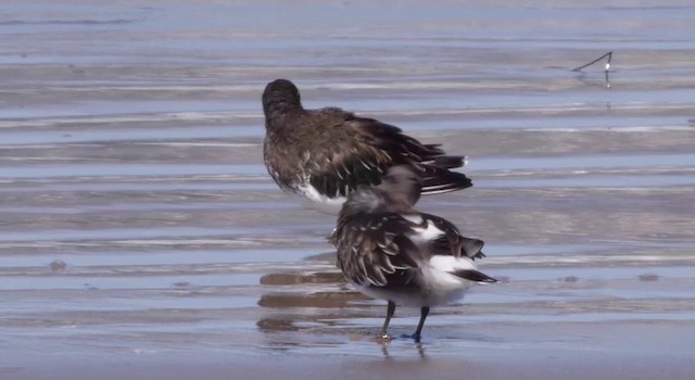 Black Turnstone - ML201784031