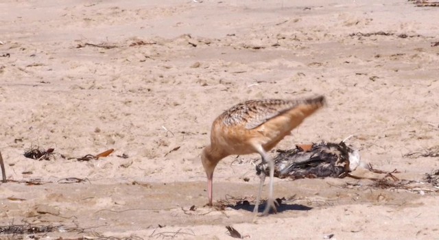 Long-billed Curlew - ML201784041