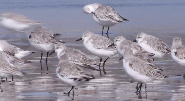 Bécasseau sanderling - ML201784071