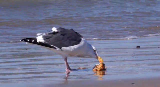 Western Gull - ML201784111