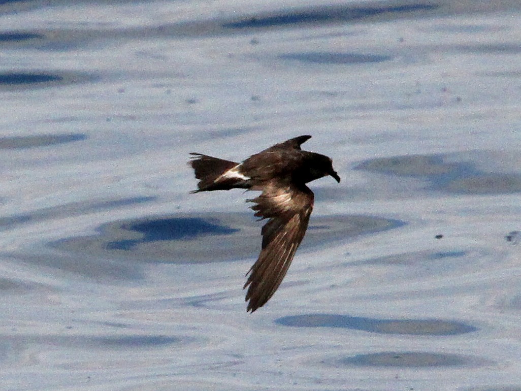 Leach's Storm-Petrel - ML20178451