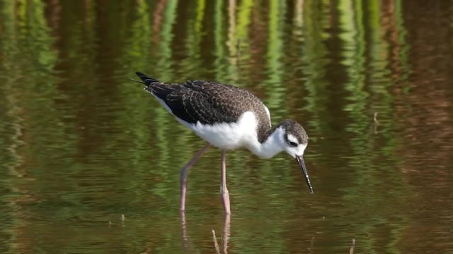 Black-necked Stilt (Black-necked) - ML201784691