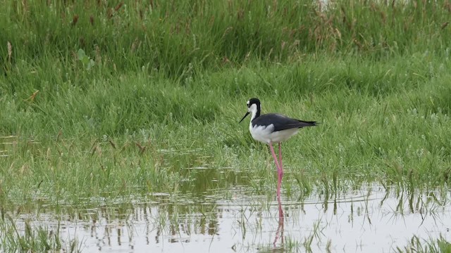 Black-necked Stilt (Black-necked) - ML201784721