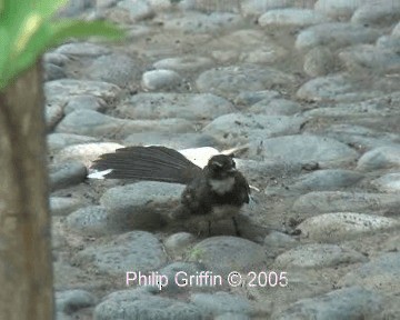 Ошейниковая веерохвостка - ML201784731