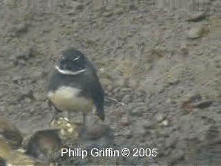 Ошейниковая веерохвостка - ML201784741