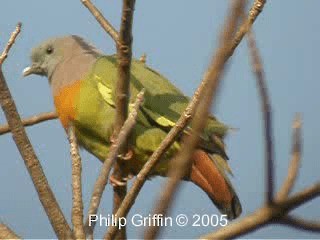 Pink-necked Green-Pigeon - ML201784751