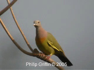 Розовошейный зелёный голубь - ML201784761