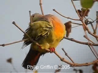 Pembe Boyunlu Yeşil Güvercin - ML201784771