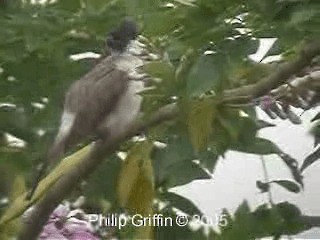 Bulbul Ventridorado - ML201784791