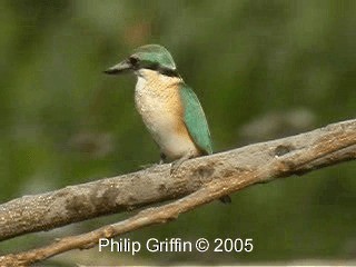 Sacred Kingfisher (Australasian) - ML201784851