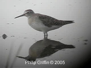 Wood Sandpiper - ML201784871