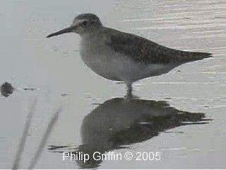 Wood Sandpiper - ML201784881