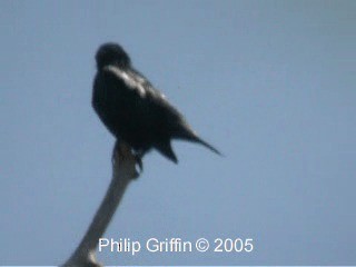 Short-tailed Starling - ML201784891