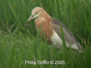 Javan Pond-Heron - ML201784901