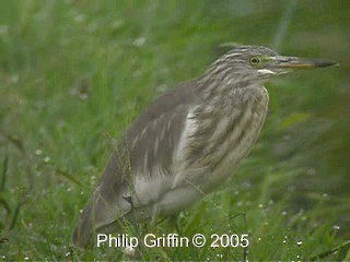 Javan Pond-Heron - eBird