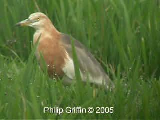 Javan Pond-Heron - ML201784931