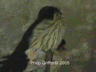 Eastern Red-rumped Swallow (Striated) - ML201784941