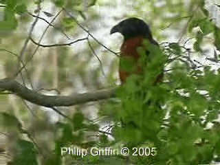 Lesser Coucal - ML201784971