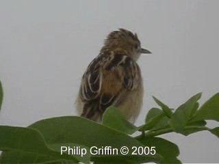 Zitting Cisticola (Double Zitting) - ML201785071