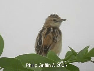 Zitting Cisticola (Double Zitting) - ML201785081