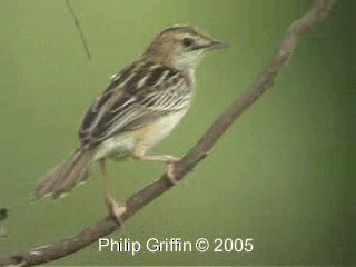 Zitting Cisticola (Double Zitting) - ML201785091