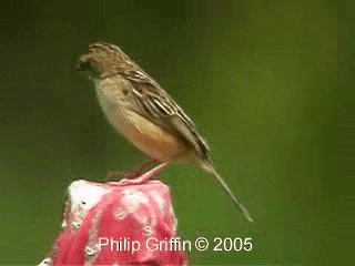 Zitting Cisticola (Double Zitting) - ML201785101