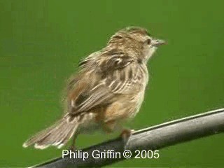 Zitting Cisticola (Double Zitting) - ML201785111