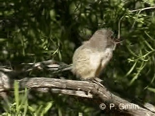 Purple-backed Fairywren (Purple-backed) - ML201785121