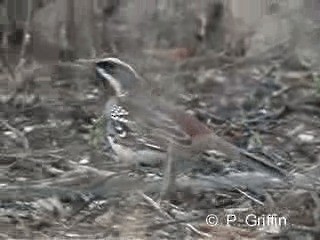 Chestnut Quail-thrush - ML201785161