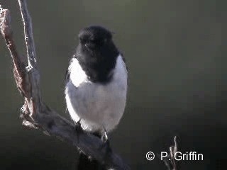 Hooded Robin - ML201785181