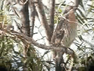 Spiny-cheeked Honeyeater - ML201785191