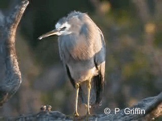 White-faced Heron - ML201785201