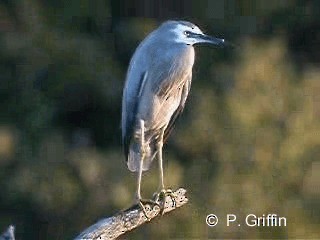 White-faced Heron - ML201785211