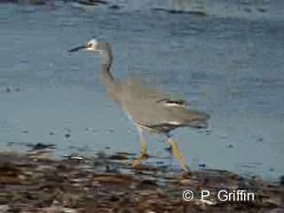 白臉鷺 - ML201785221