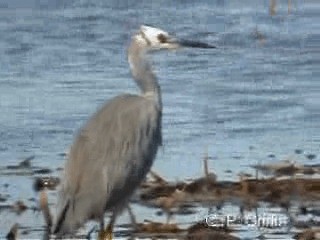 White-faced Heron - ML201785231