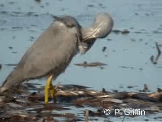 White-faced Heron - ML201785241