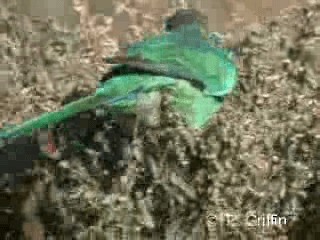 svarthodeparakitt (barnardi) (malleeparakitt) - ML201785271