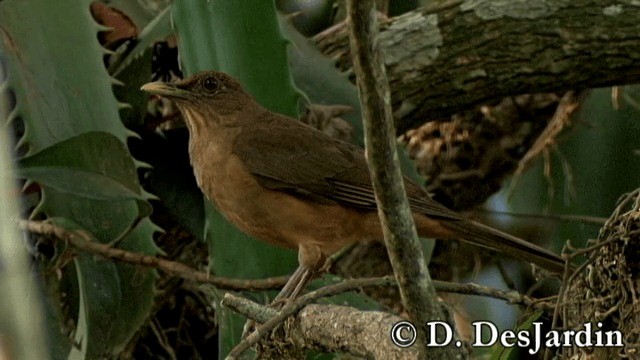 Clay-colored Thrush - ML201785381