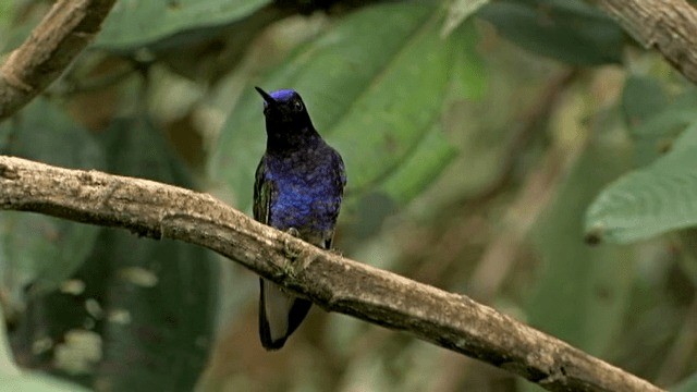 Velvet-purple Coronet - ML201785451